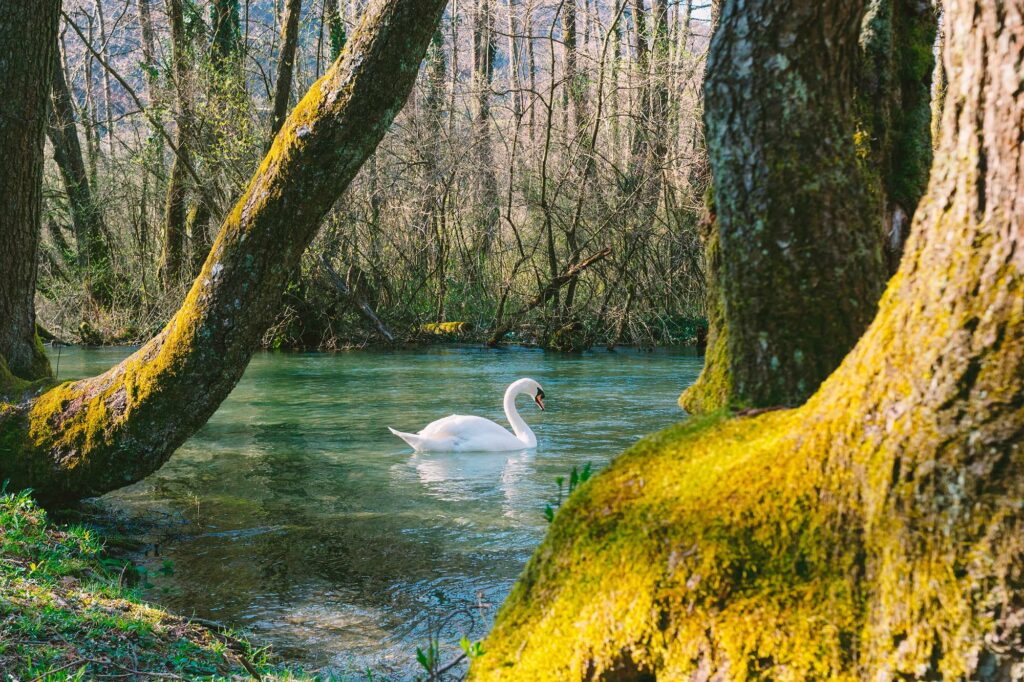 Protezione Animali e Ambiente Pordenone