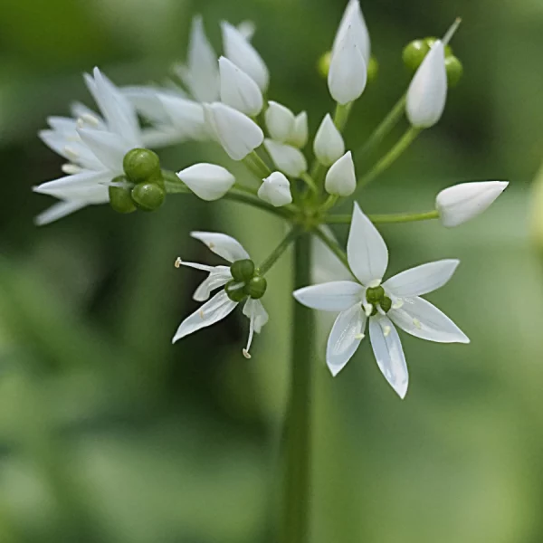 Allium-ursinum dettaglio