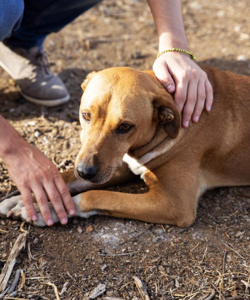 adopted dog lying in the ground with sad look while the owner caresses him