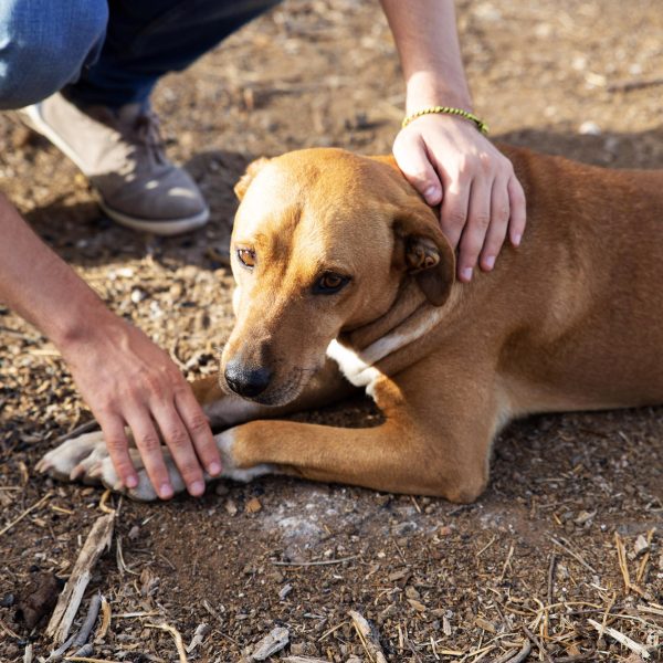 adopted dog lying in the ground with sad look while the owner caresses him