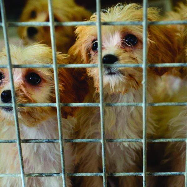 Puppy farm Puppy mills