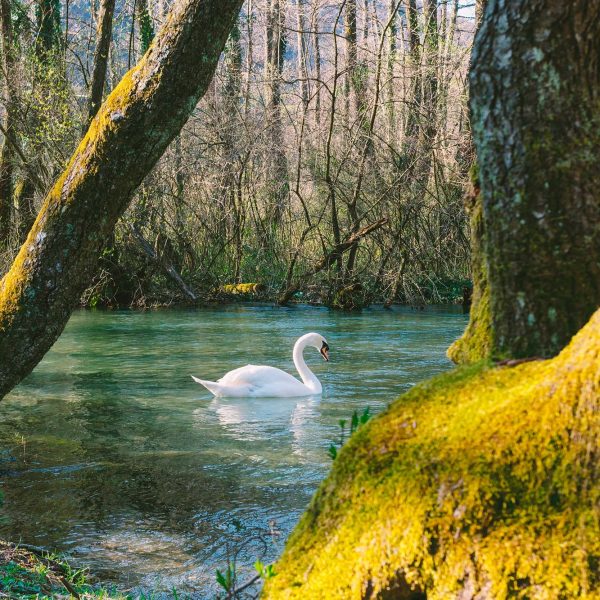 Protezione Animali e Ambiente Pordenone