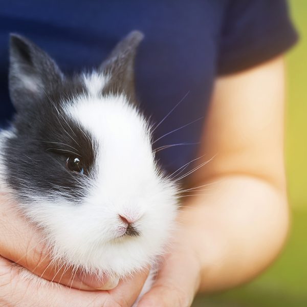 Protezione Animali Pordenone