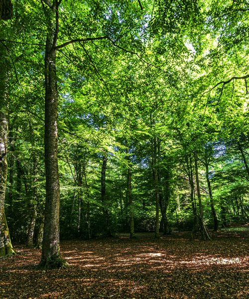 Vieste, Foggia, Apulia, Italy:
The nature reserve "Foresta Umbra" is a protected natural area that is located in the innermost part of the Gargano National Park