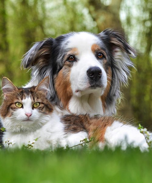 Australian Shepherd and fluffy cat lie on the grass in the park.