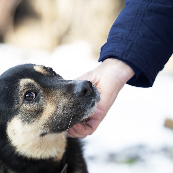 Maltrattamento animale