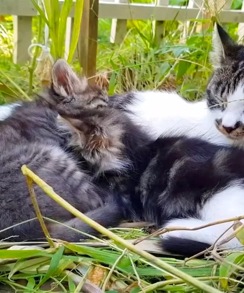 Mamma gatta allatta cuccioli