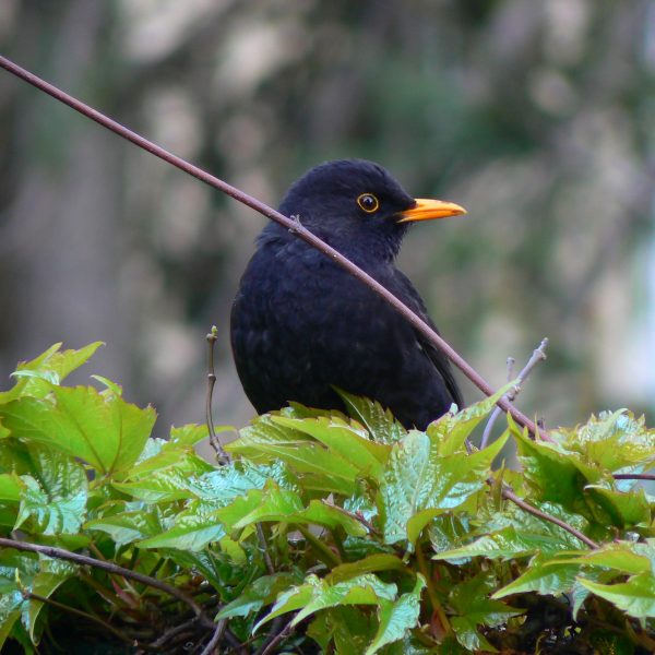 Turdus merula