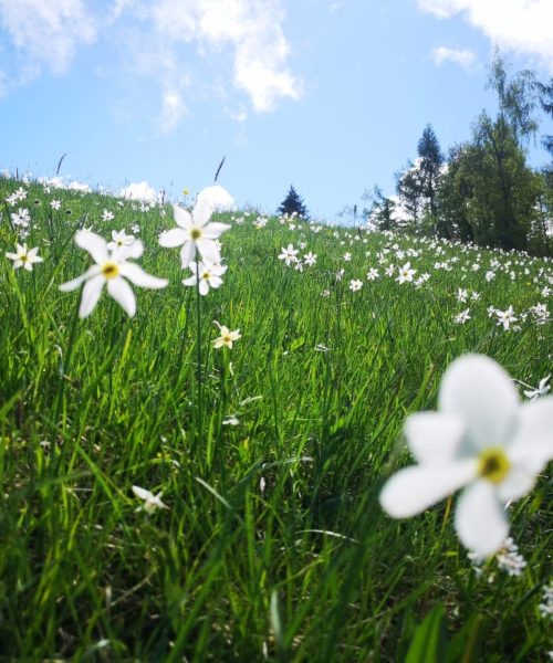 Narcissus Campo