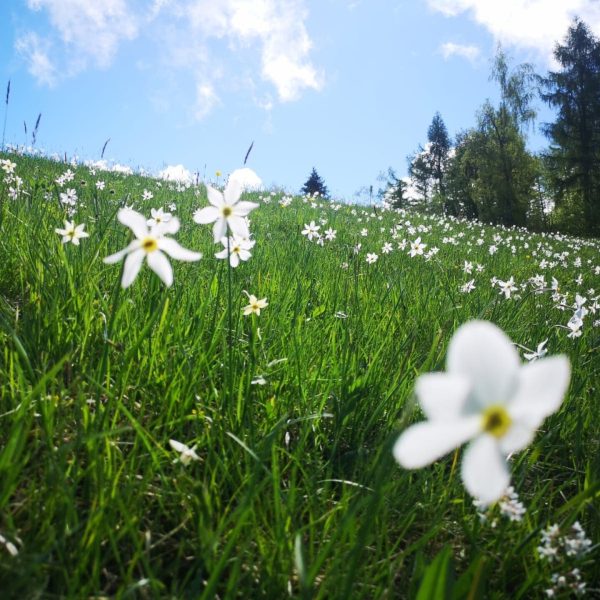 Narcissus Campo