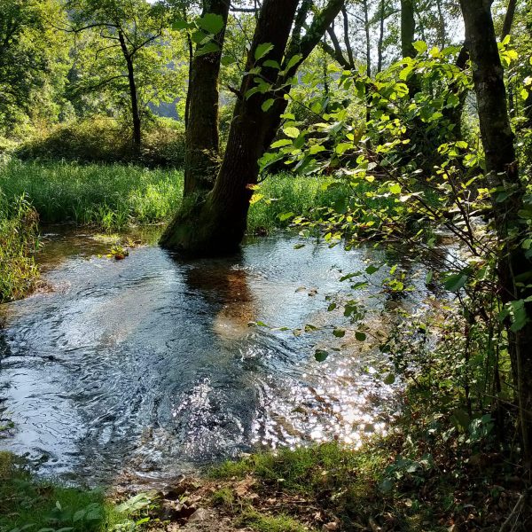 DEA ODV Difesa Ecozoofila Ambientale