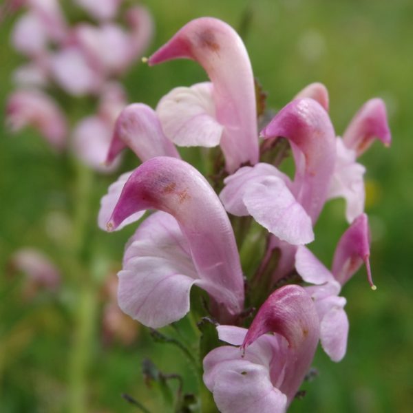 Pedicularis Rostratocapitata_dettaglio