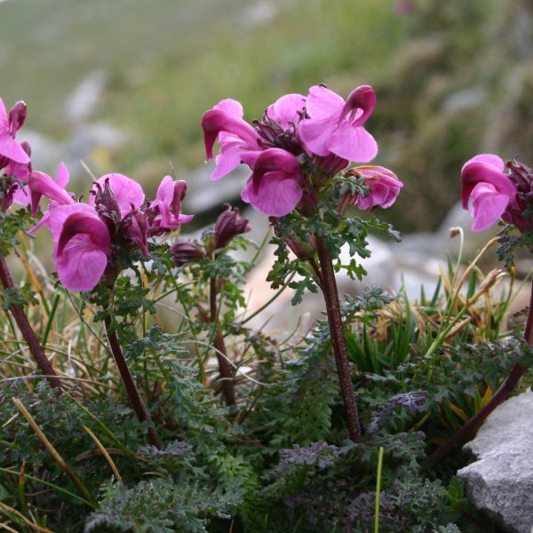 Pedicularis_rostratocapitata_(Kopf-Läusekraut)_IMG_3919