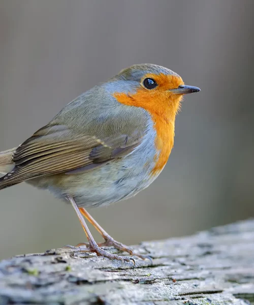 Erithacus rubecula