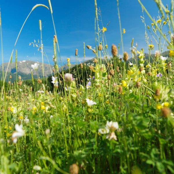 Spring meadow with mountain herbs and flowers, green grass