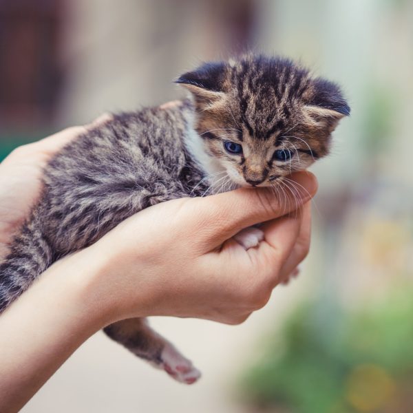 Cucciolo di gatto salvato dalle guardie zoofile di Pordenone